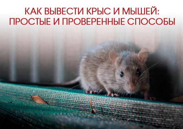Как вывести крыс и мышей в Черноголовке: простые и проверенные способы