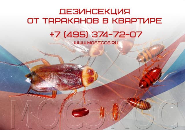 Дезинсекция от тараканов в квартире в Черноголовке