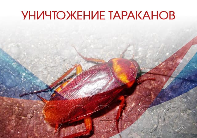 Уничтожение тараканов в Черноголовке